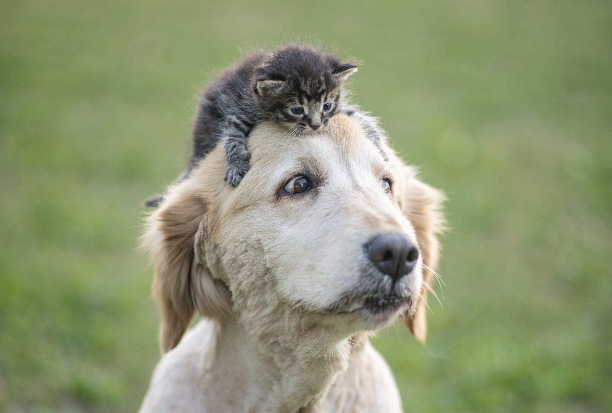 What We Do Animal Internal Medicine Consultants