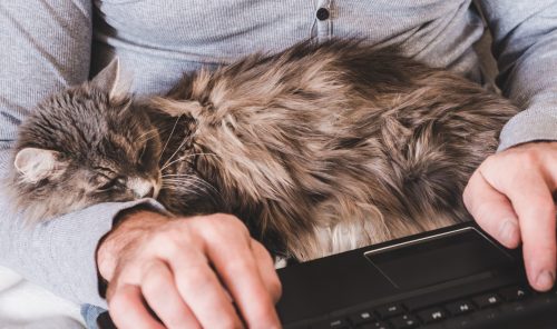 Men's hands, laptop and a gentle, cute kitten. Top view, close-u